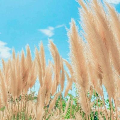 吃鸡碰碰车游戏下载