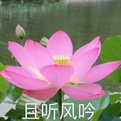 天天金瓶梅手机版(暂未上线)v1.0 安卓版