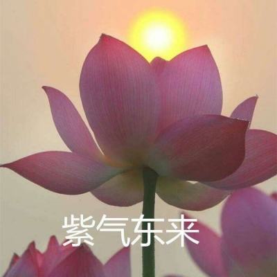 自由之塔手机版下载